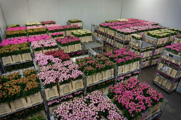 Transform Any Space with the Timeless Beauty of Bulk Peonies